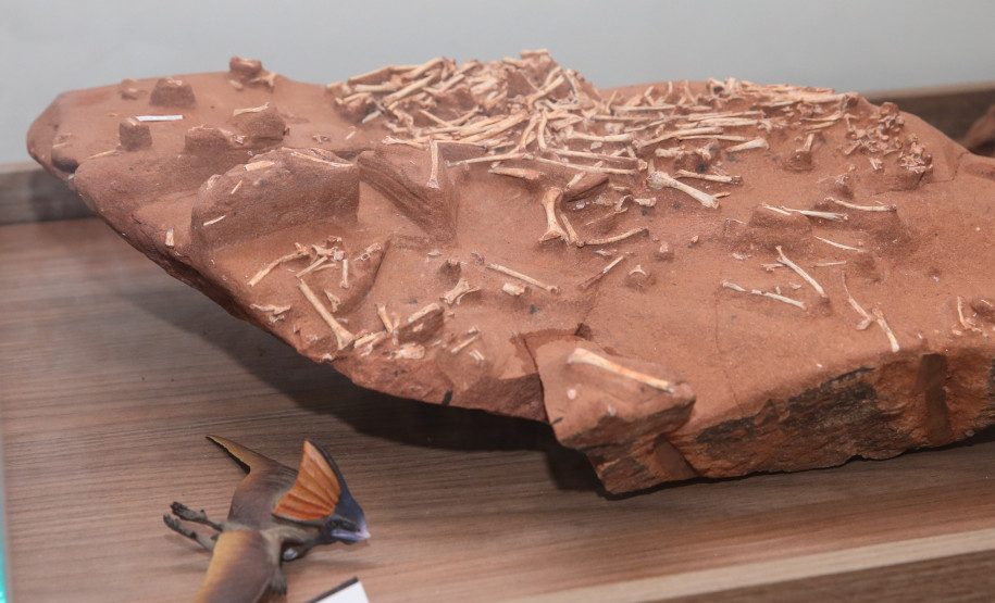 Vale dos Dinossauros 0015