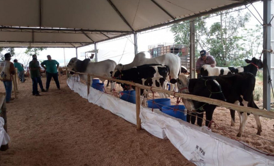 Exposições do Paraná 001