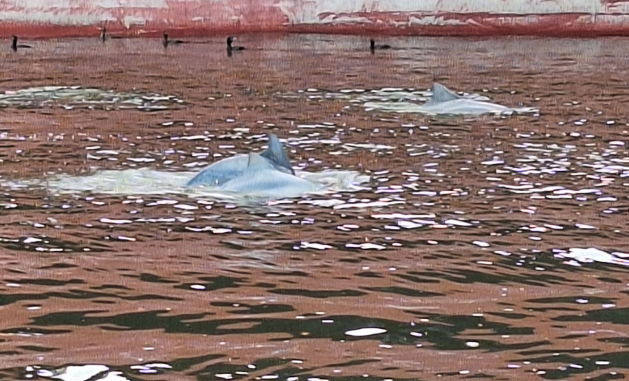 Observação de golfinhos 006