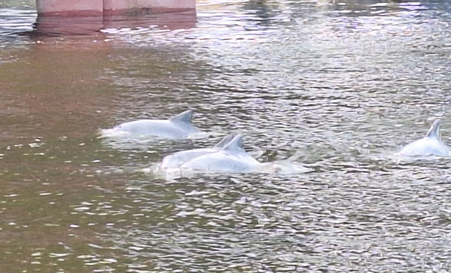 Observação de golfinhos 007