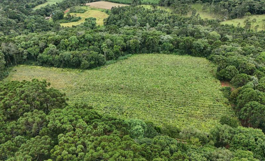 Capital do Vinho do Paraná, Bituruna 009