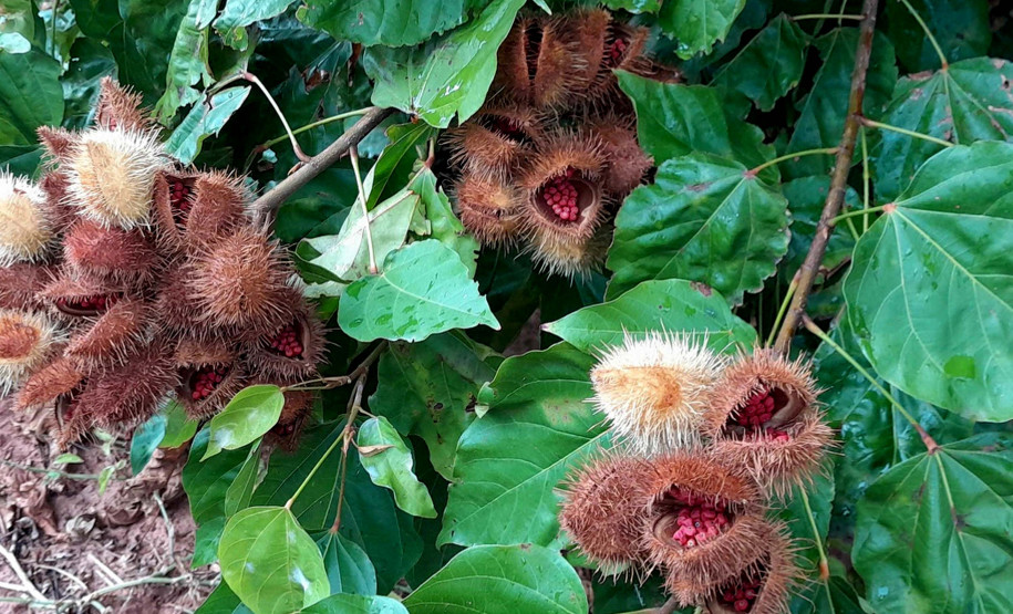 Urucum de ParanacityUrucum de Paranacity 001