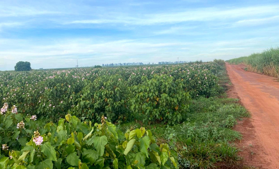 Urucum de ParanacityUrucum de Paranacity 002