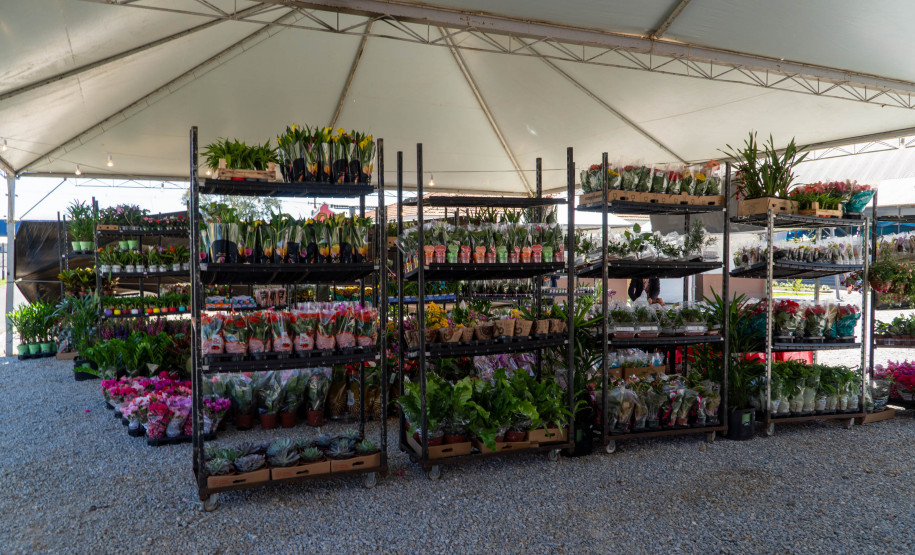 festival da primavera