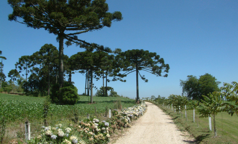 Adetur Rotas do Pinhão cria Prêmio Jacó Gimenes para inspirar profissionais do turismo