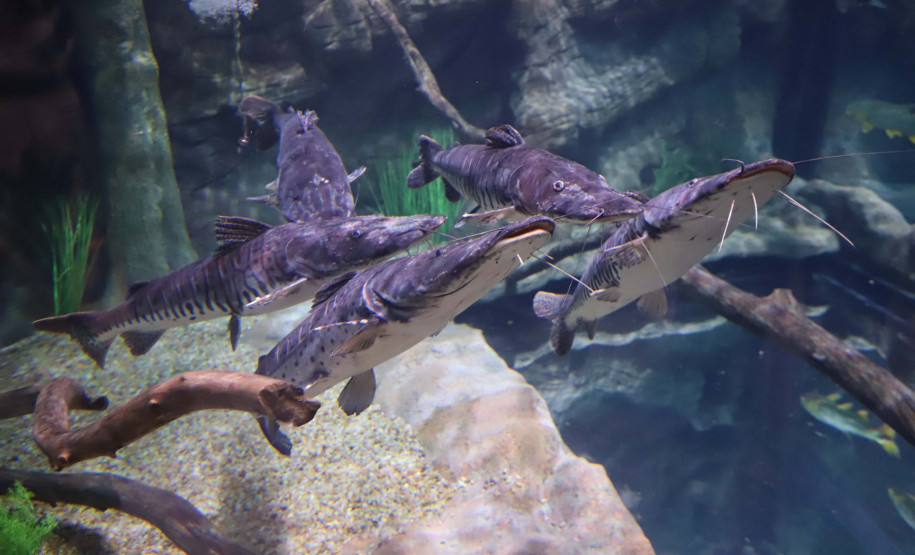 Foz do Iguaçu ganha um dos maiores aquários da América do Sul