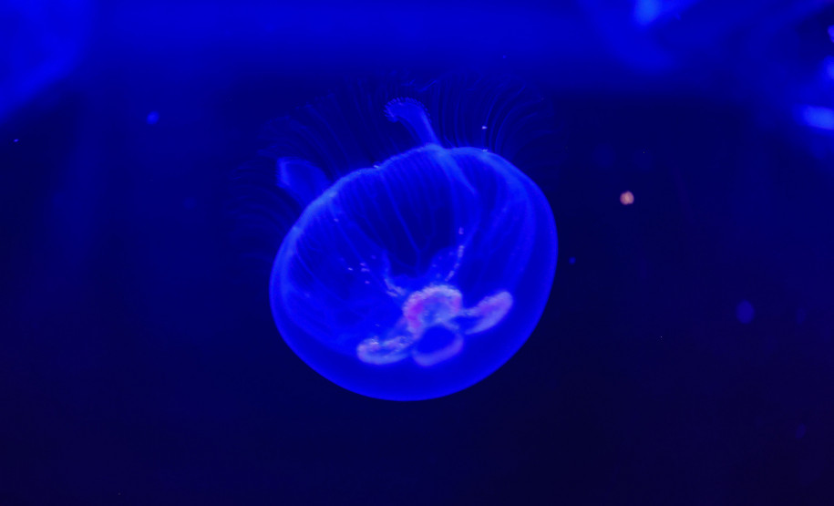 Foz do Iguaçu ganha um dos maiores aquários da América do Sul