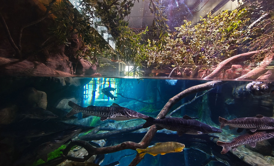 Foz do Iguaçu ganha um dos maiores aquários da América do Sul