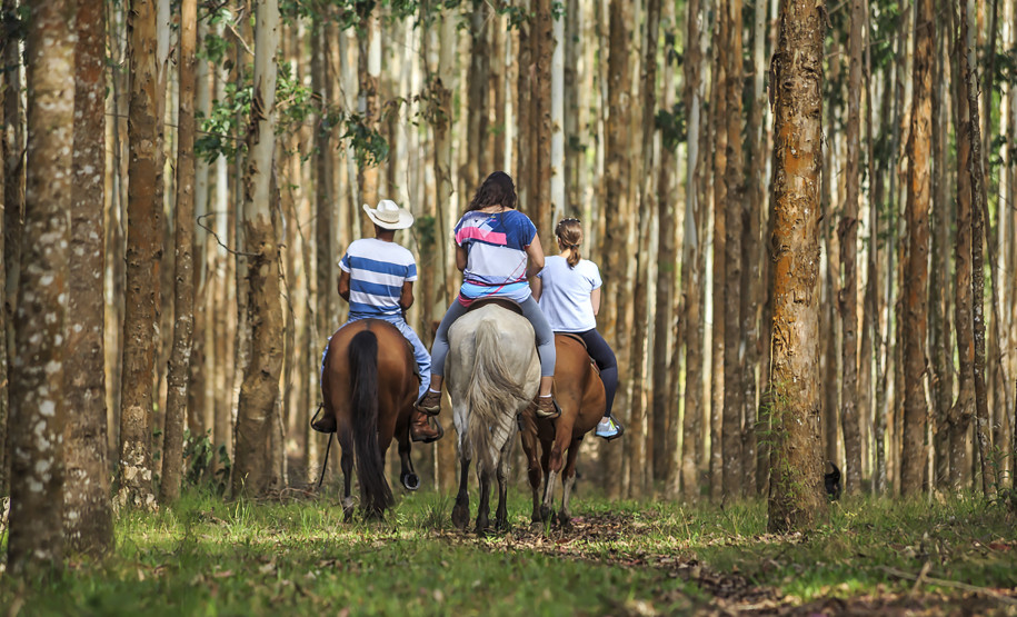 Turismo Rural no Paraná: pesquisa mostra expansão e qualificação no setor