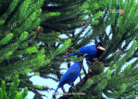 Paraná Gralha Azul